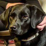 Hund Paul, schwarzer Labrador