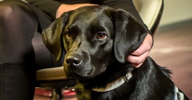 Hund Paul, schwarzer Labrador