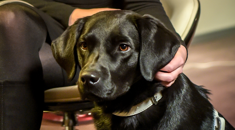 Hund Paul, schwarzer Labrador