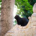 schwarze Katze sitzt auf einem Grabstein