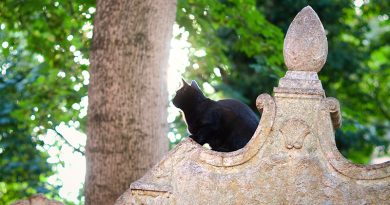 schwarze Katze sitzt auf einem Grabstein