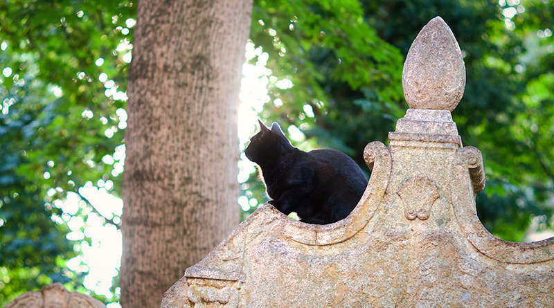 schwarze Katze sitzt auf einem Grabstein