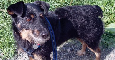 kleiner schwarz-brauner Hund, steht auf einem Schotterfeldweg neben einer Wiese
