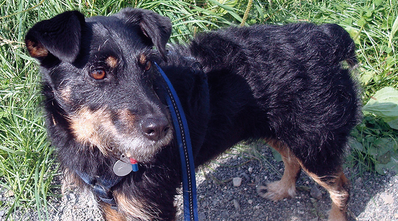 kleiner schwarz-brauner Hund, steht auf einem Schotterfeldweg neben einer Wiese