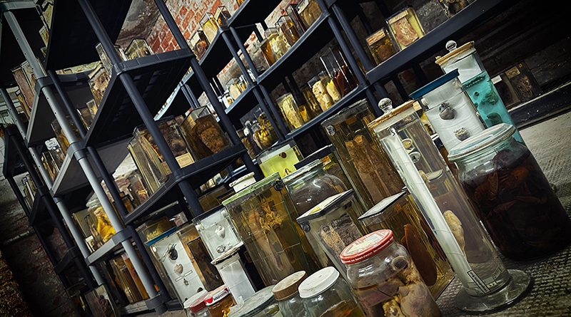 Präparatensammlung im Institut