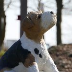 Alltagsmenschen: Hund aus Beton schaut auf sein Frauchen