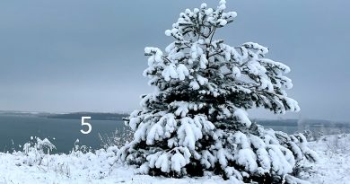 Tanne im Schnee in der Natur, im Hintergrund sind Himmel und ein See zu sehen, Foto: Sandra Strauß