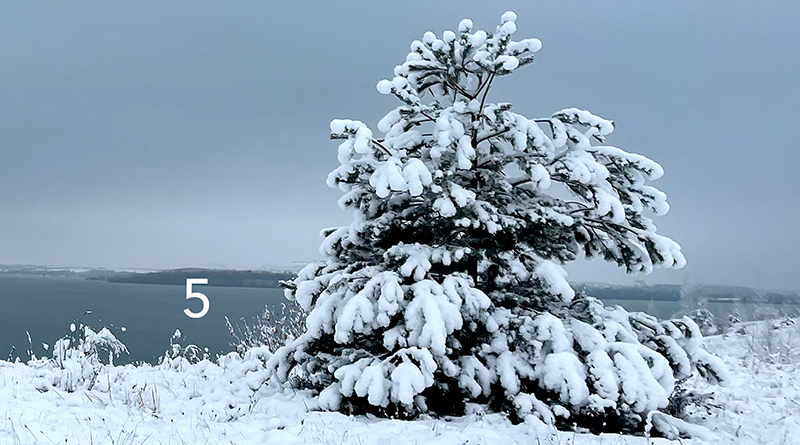 Tanne im Schnee in der Natur, im Hintergrund sind Himmel und ein See zu sehen, Foto: Sandra Strauß