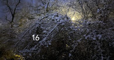 Busch im Schnee bei Nacht, Foto von Sandra Strauß