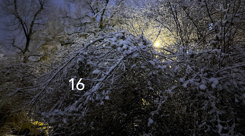 Busch im Schnee bei Nacht, Foto von Sandra Strauß